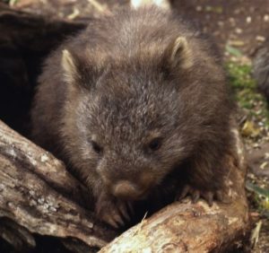 Wombat, Trowunna Wildlife, Mole Creek