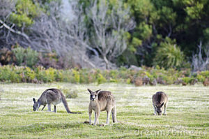 Kangaroos grazing at Narawntapu